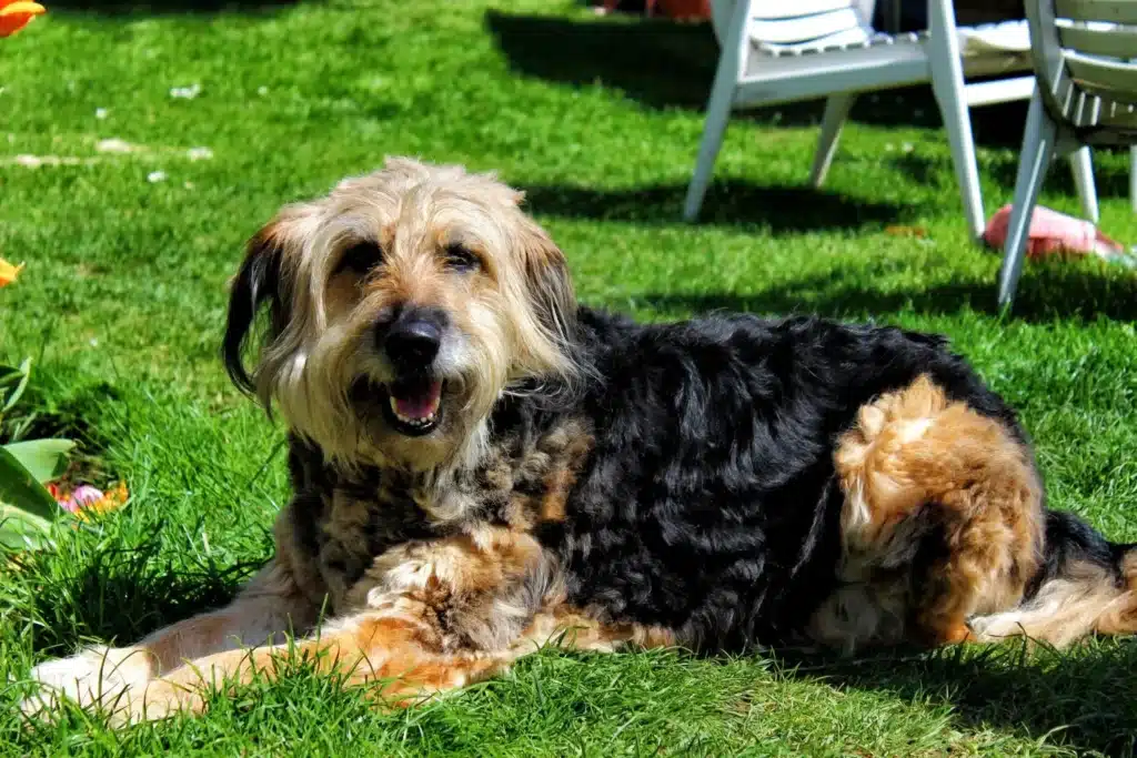 Otterhund Züchter mit Welpen Bremen