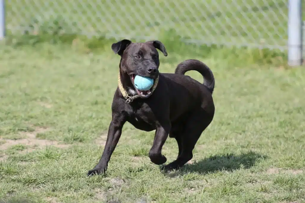 Patterdale Terrier Züchter mit Welpen Bremen