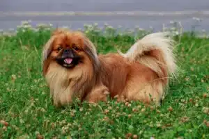 Read more about the article Pekinese Züchter