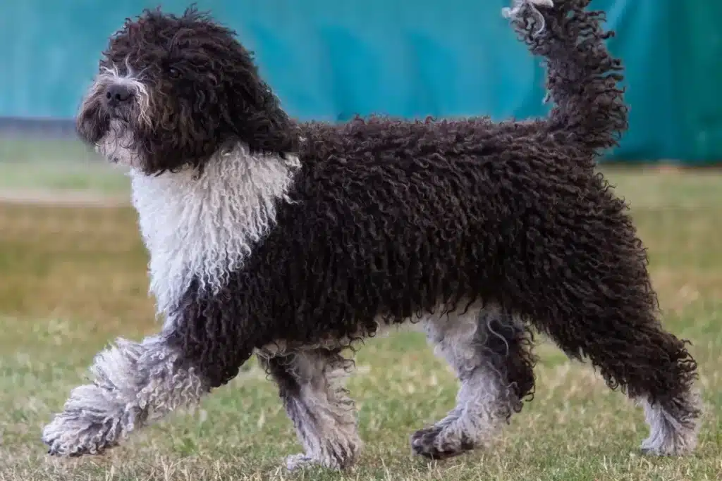 Perro de Agua Español Züchter Perro de Agua Español Züchter mit Welpen Schweiz