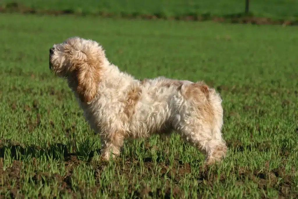 Petit Basset Griffon Vendéen Züchter mit Welpen Rheinland-Pfalz