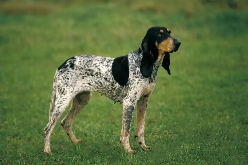 Petit Bleu de Gascogne Züchter mit Welpen Deutschland