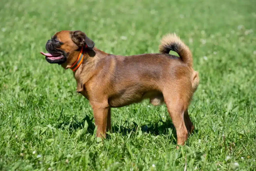 Petit Brabançon Züchter mit Welpen Niedersachsen