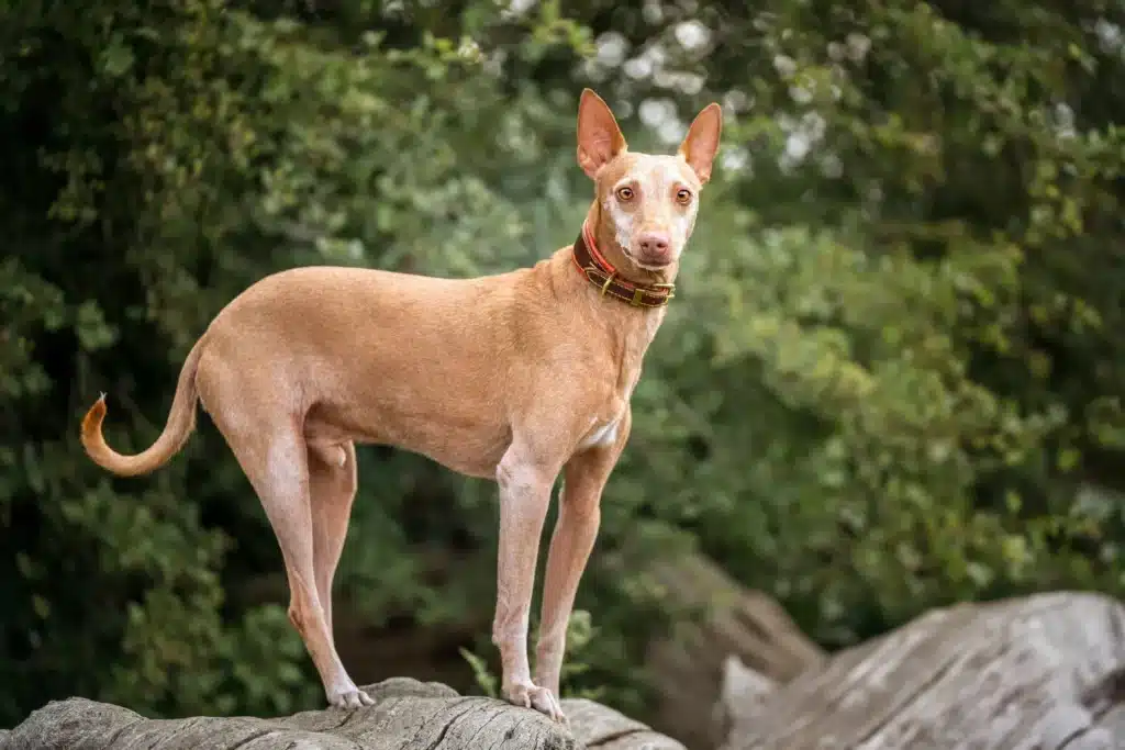 Podenco Züchter mit Welpen Schweiz