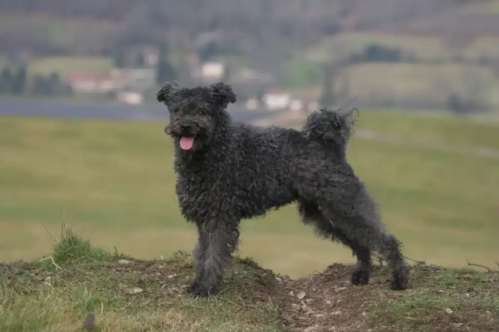 Pumi Züchter mit Welpen Schweiz