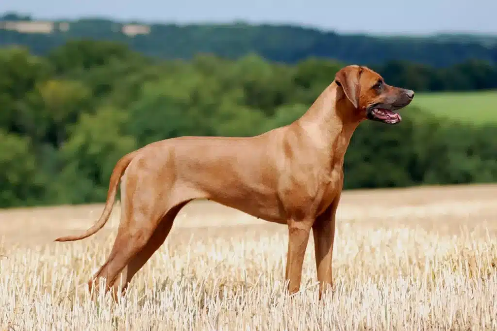 Rhodesian Ridgeback Züchter mit Welpen Niedersachsen