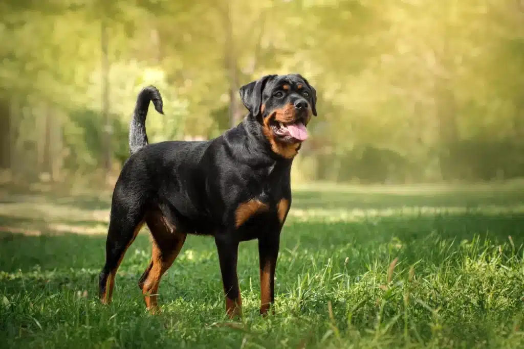 Rottweiler Züchter