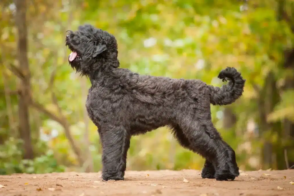 Russischer Schwarzer Terrier Züchter mit Welpen Deutschland