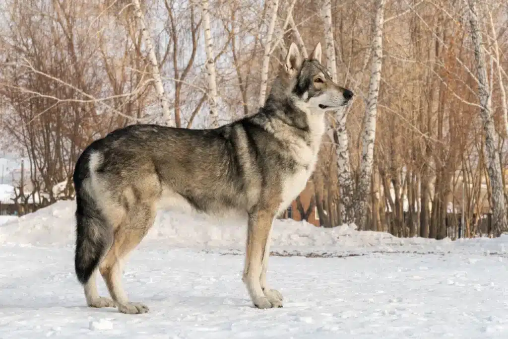 Saarloos-Wolfhund Züchter mit Welpen Hessen