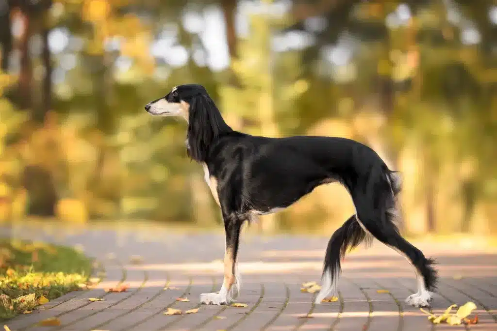 Saluki Züchter mit Welpen Österreich