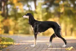 Read more about the article Saluki Züchter