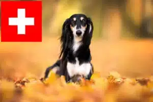 Read more about the article Saluki Züchter und Welpen in der Schweiz