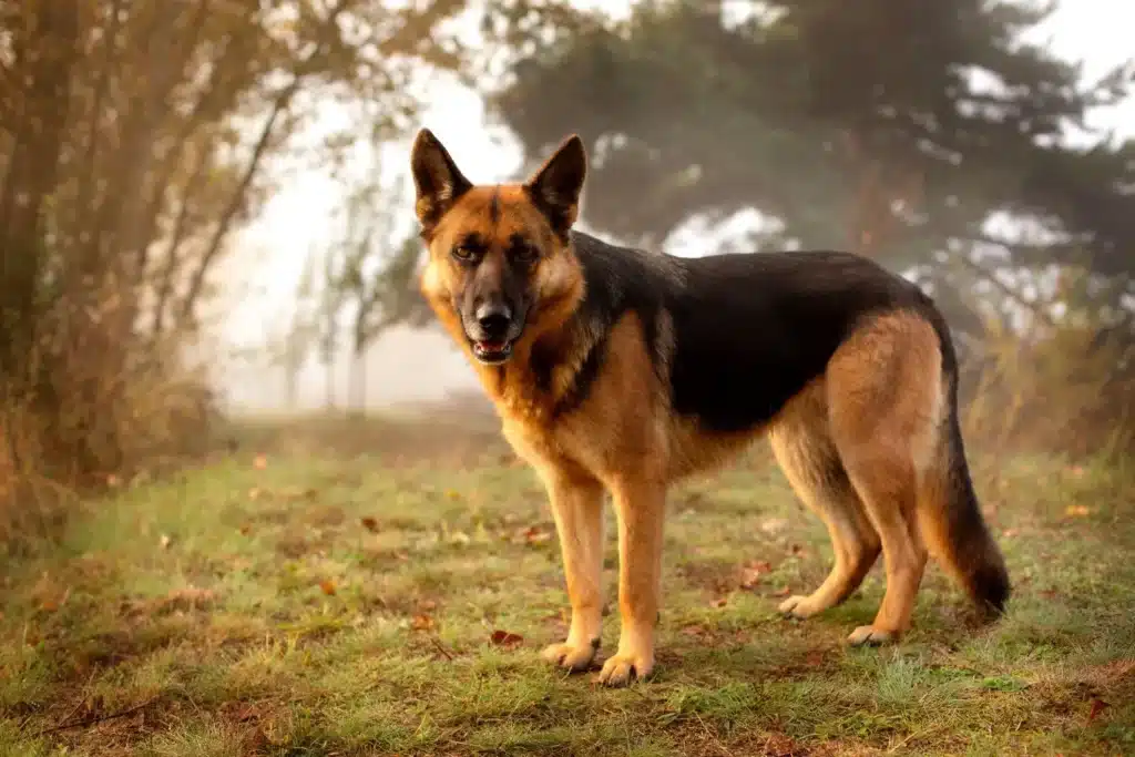 Schäferhund Züchter mit Welpen Sachsen