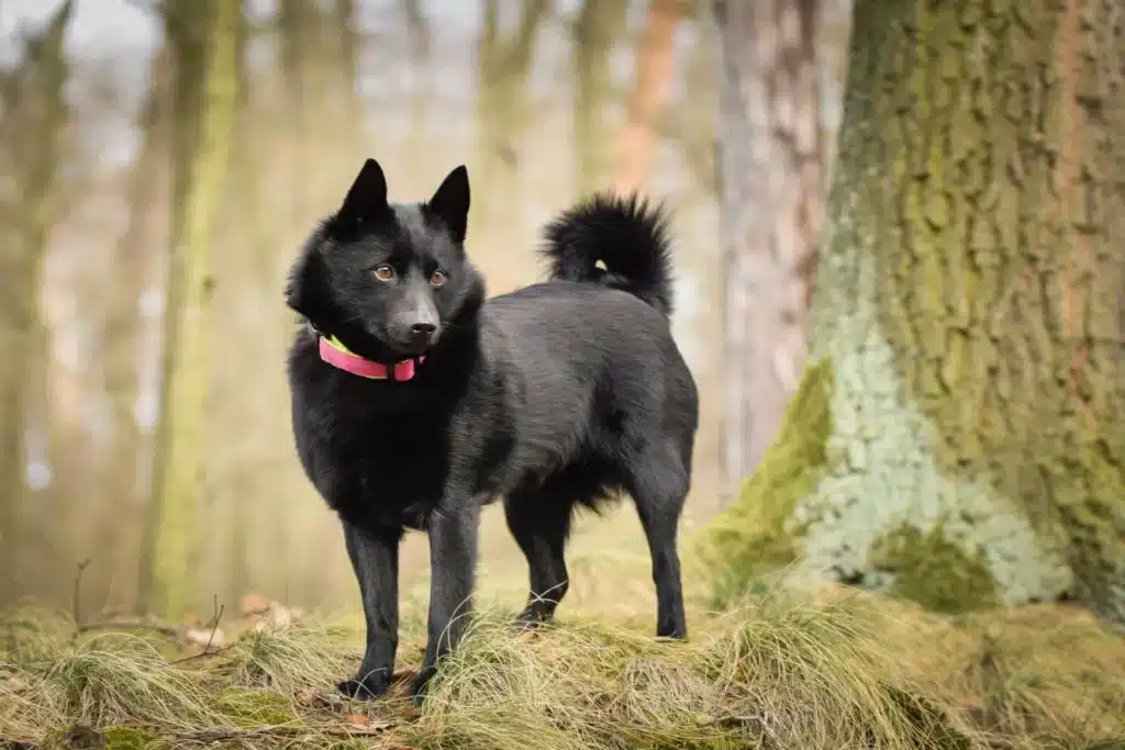 Schipperke Züchter mit Welpen Saarland