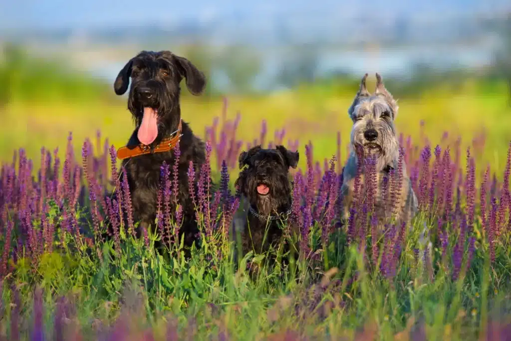 Schnauzer Züchter mit Welpen Thüringen