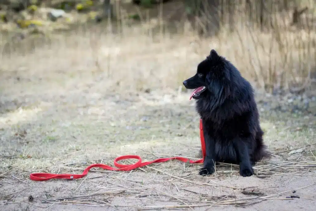 Schwedischer Lapphund Züchter mit Welpen Hamburg