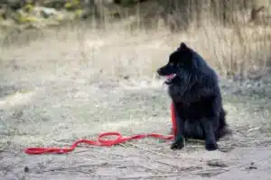 Read more about the article Schwedischer Lapphund Züchter