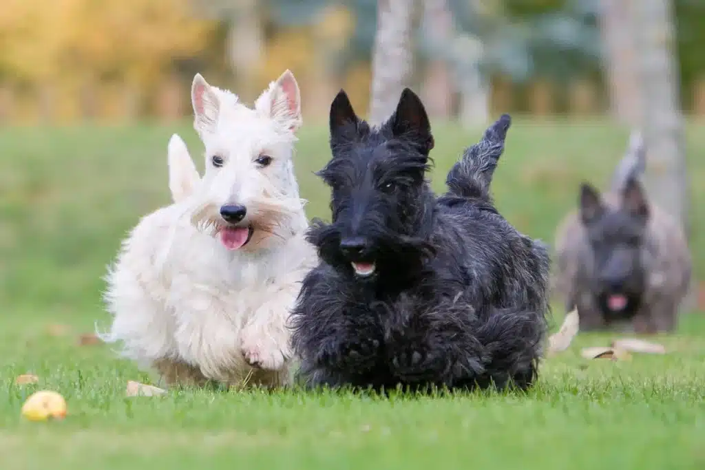 Scottish Terrier Züchter mit Welpen Schweiz