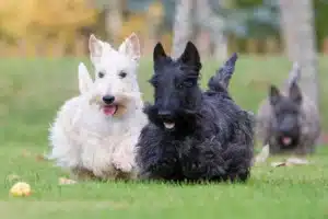 Scottish Terrier Rasseportrait