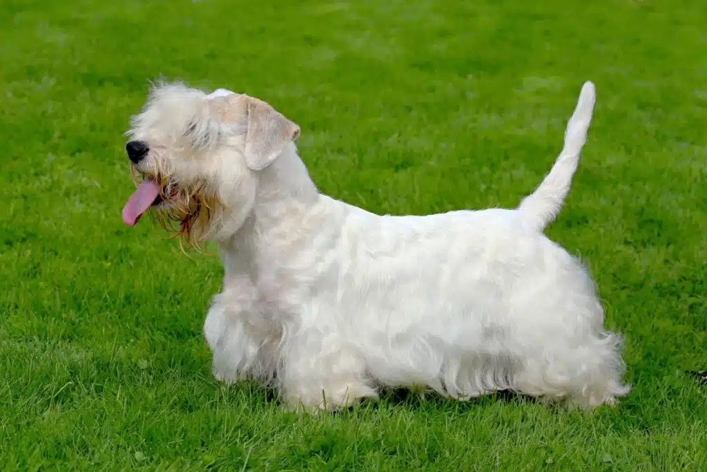 Sealyham Terrier Züchter mit Welpen Thüringen