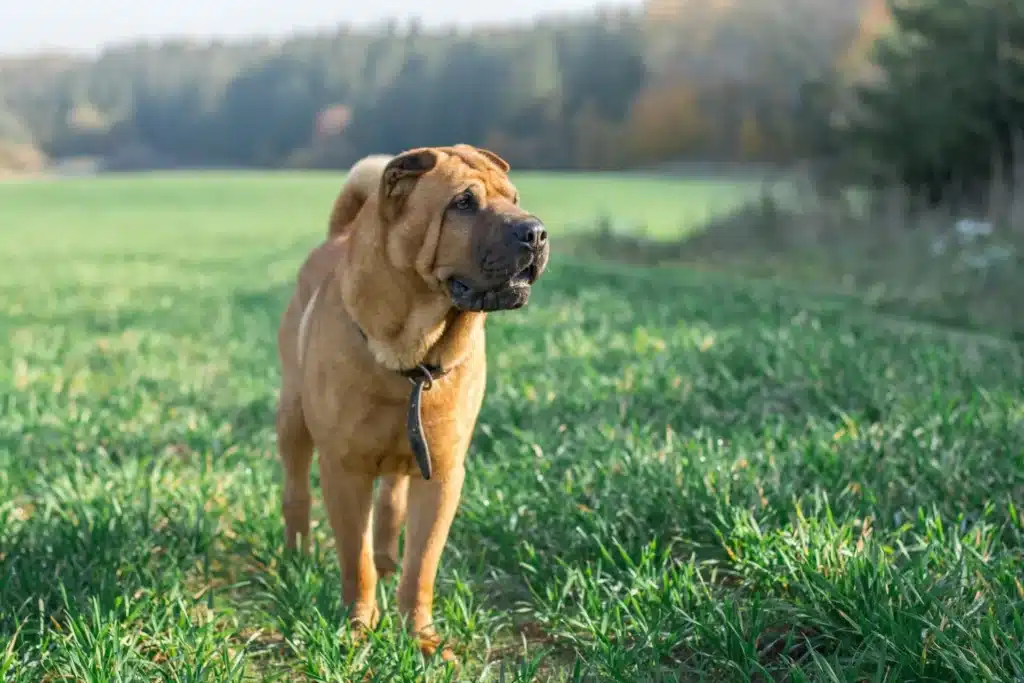 Shar Pei Züchter mit Welpen Niedersachsen