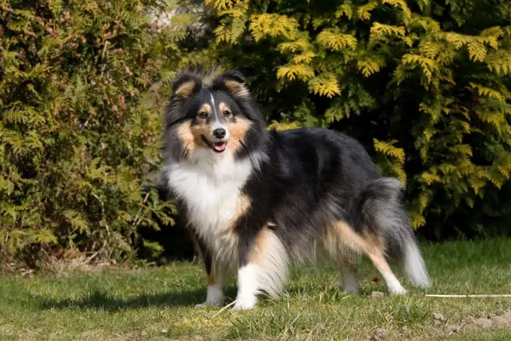 Sheltie Züchter mit Welpen Bayern