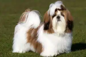 Read more about the article Shih Tzu Züchter