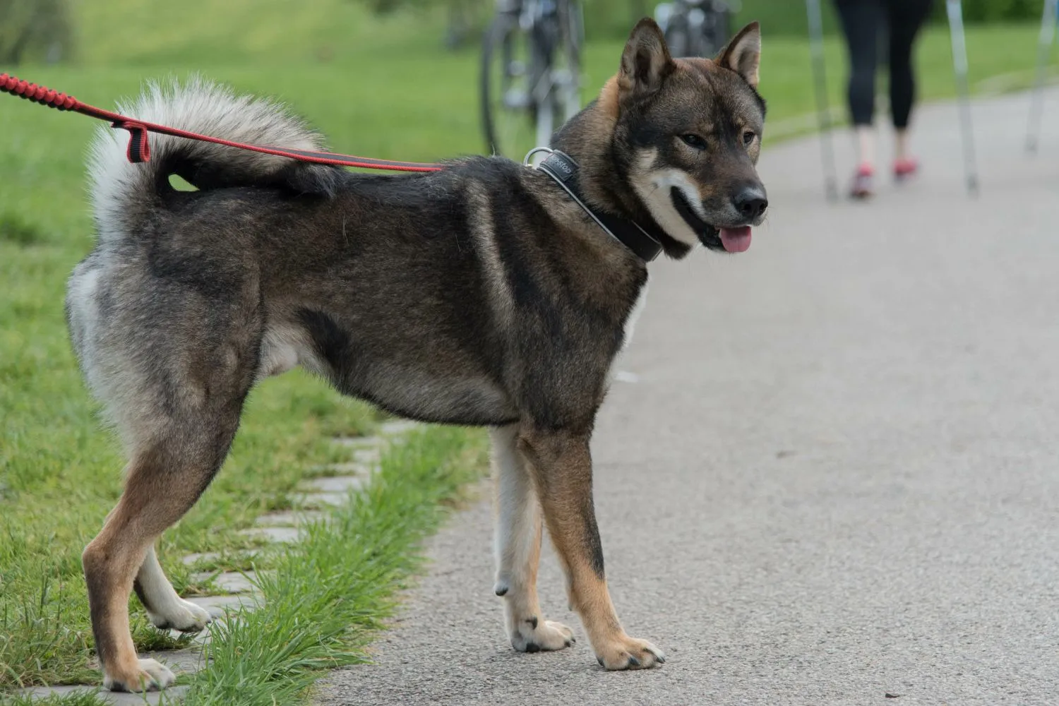 Shikoku Züchter mit Welpen Deutschland