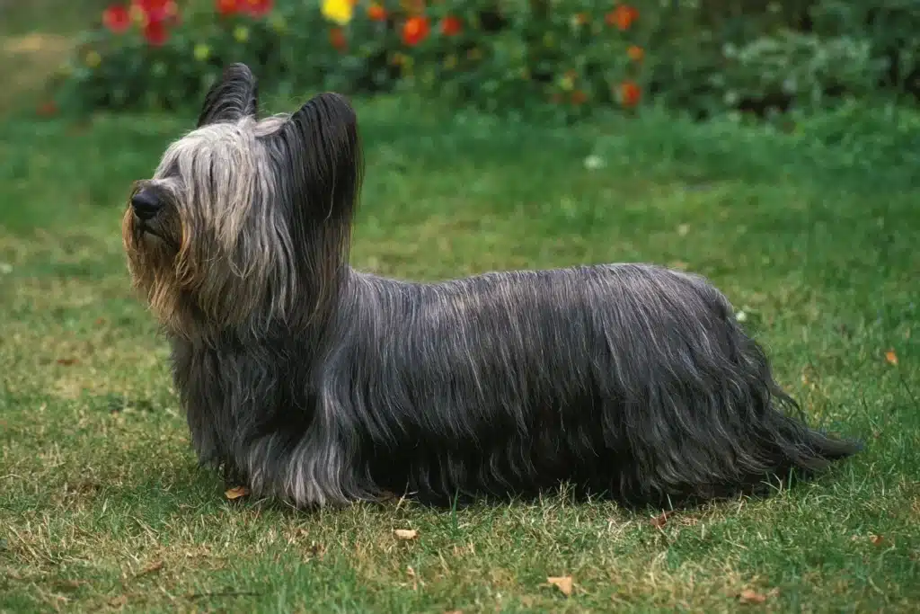 Skye Terrier Züchter mit Welpen Thüringen