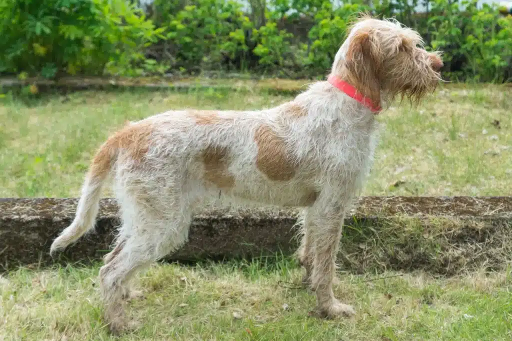 Spinone Italiano Züchter mit Welpen Hamburg