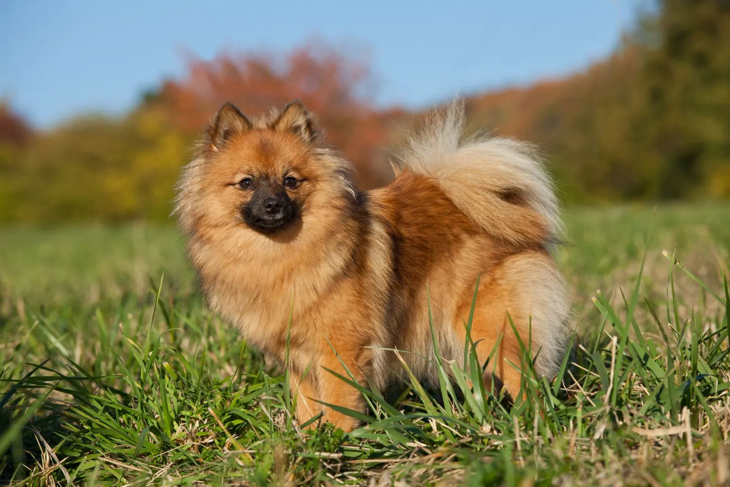 Spitz Züchter mit Welpen Bayern