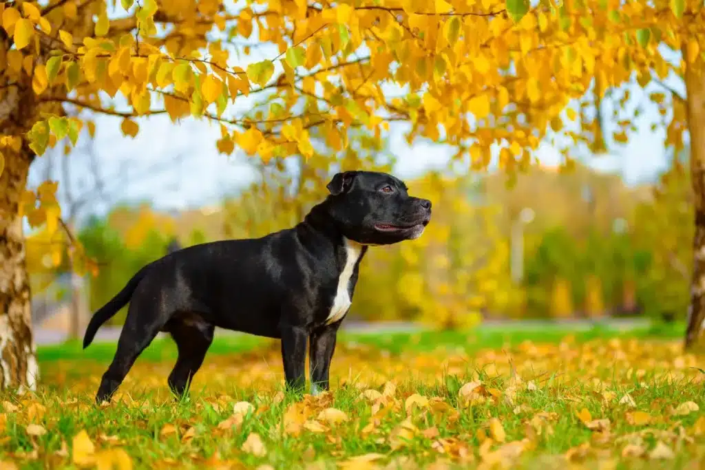 Staffordshire Bull Terrier Züchter mit Welpen Sachsen-Anhalt