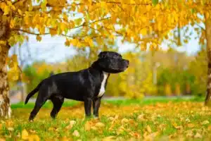 Read more about the article Staffordshire Bull Terrier Züchter
