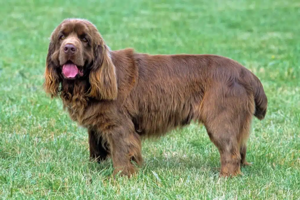 Sussex-Spaniel Züchter mit Welpen Deutschland