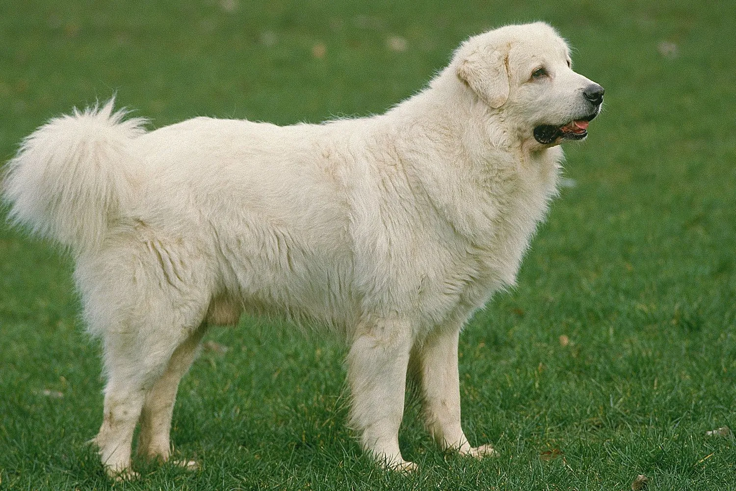 Tatra-Schäferhund Züchter mit Welpen Bremen