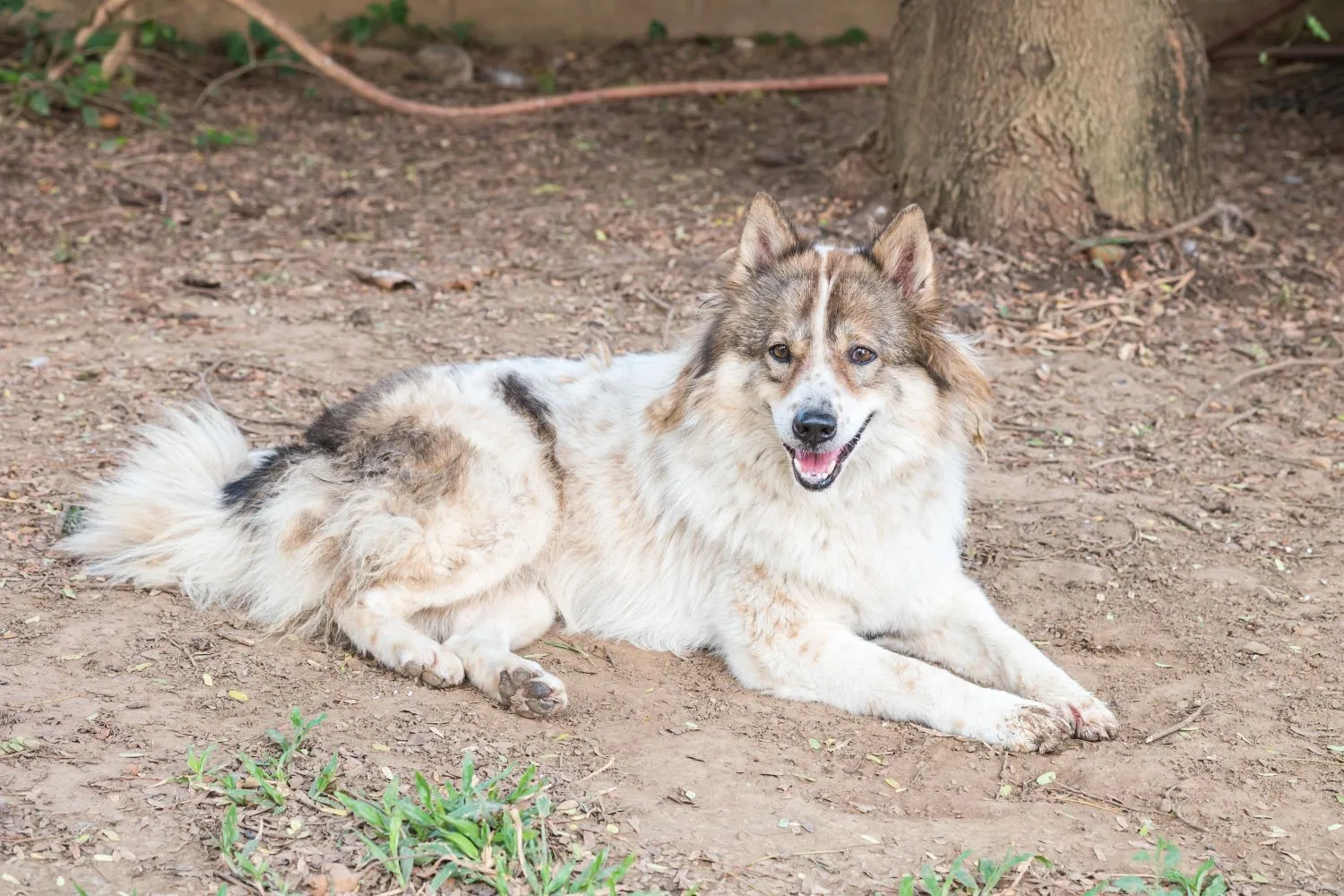 Thai Bangkaew Dog Züchter mit Welpen Schleswig-Holstein