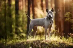 Read more about the article Thai Ridgeback Züchter