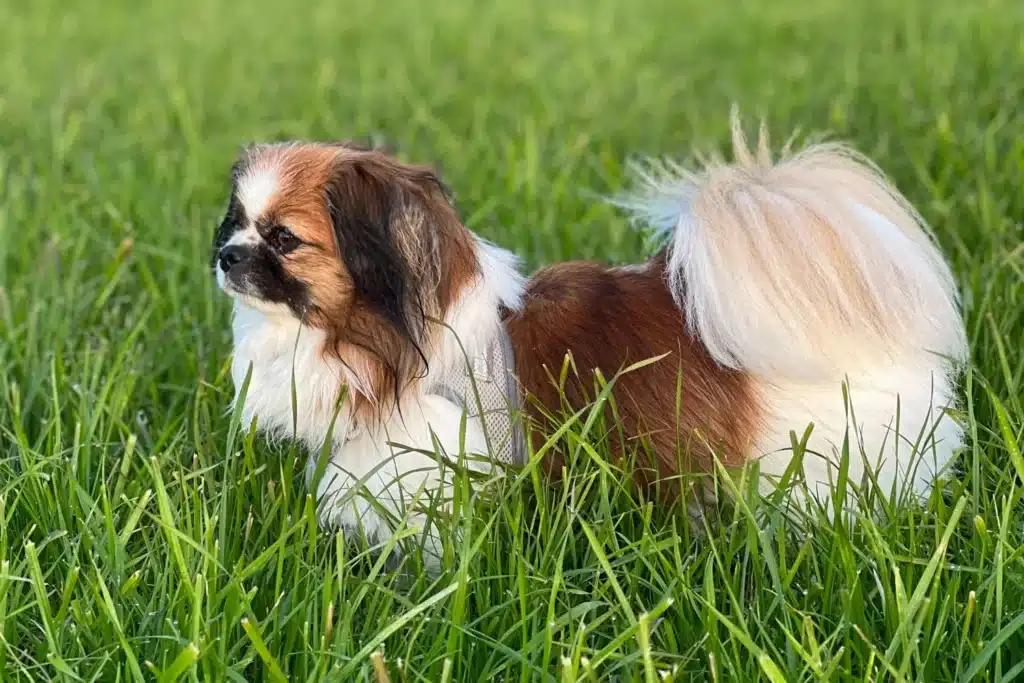 Tibet-Spaniel Züchter mit Welpen Österreich