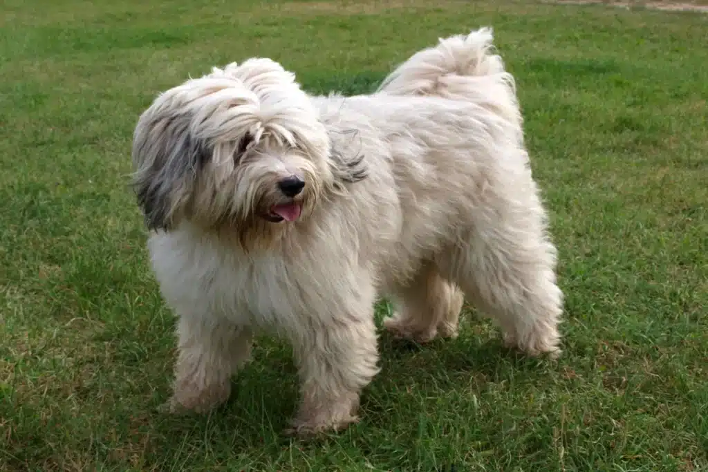 Tibet Terrier Züchter mit Welpen Mecklenburg-Vorpommern