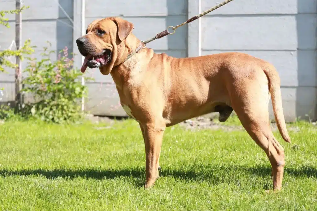 Tosa Züchter mit Welpen Schweiz