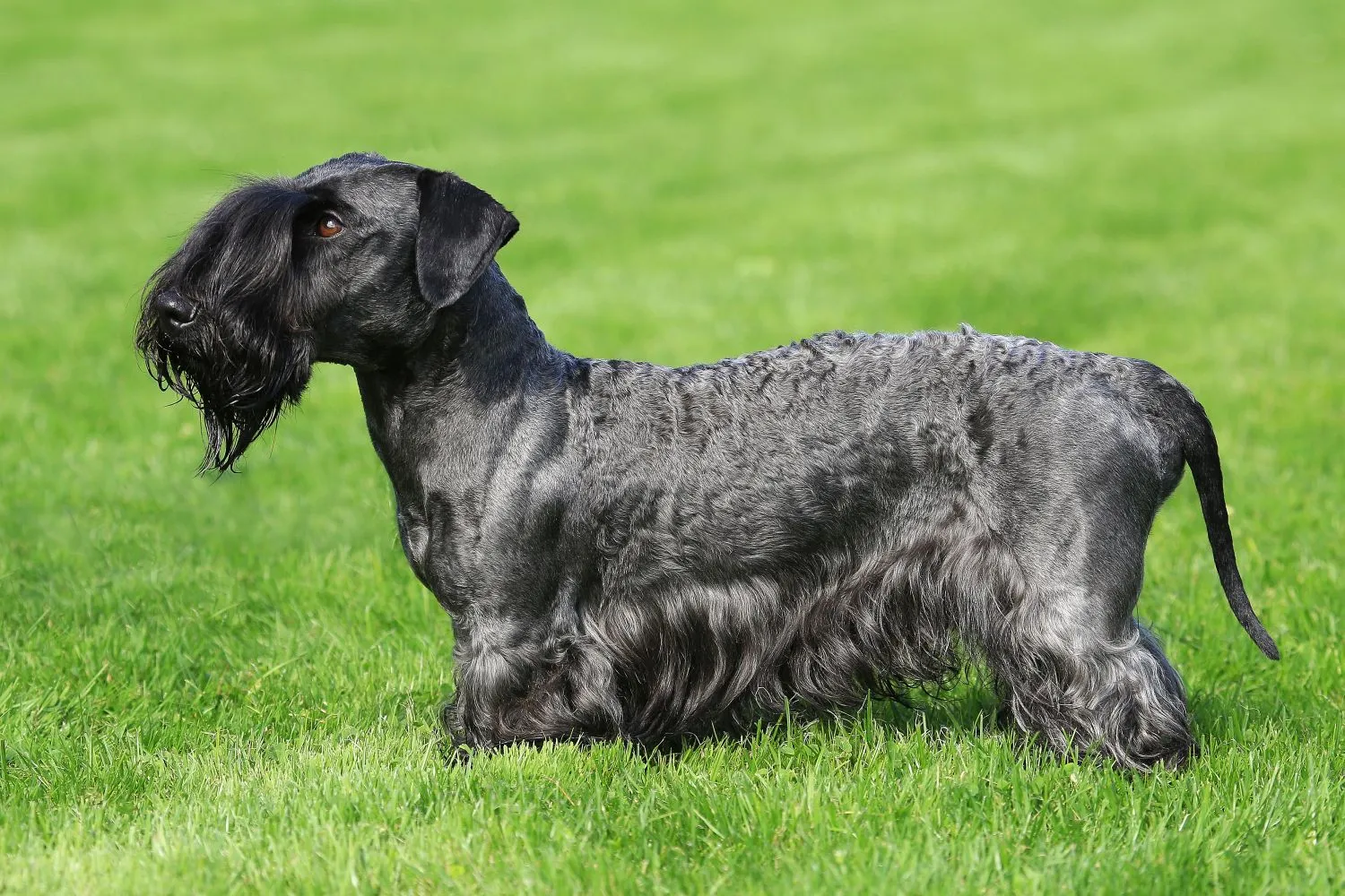 Tschechischer Terrier Züchter mit Welpen Sachsen