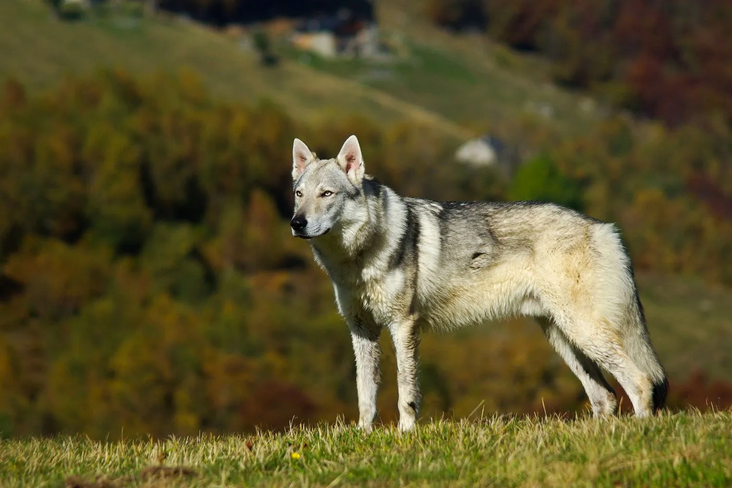 Tschechoslowakischer Wolfhund Züchter