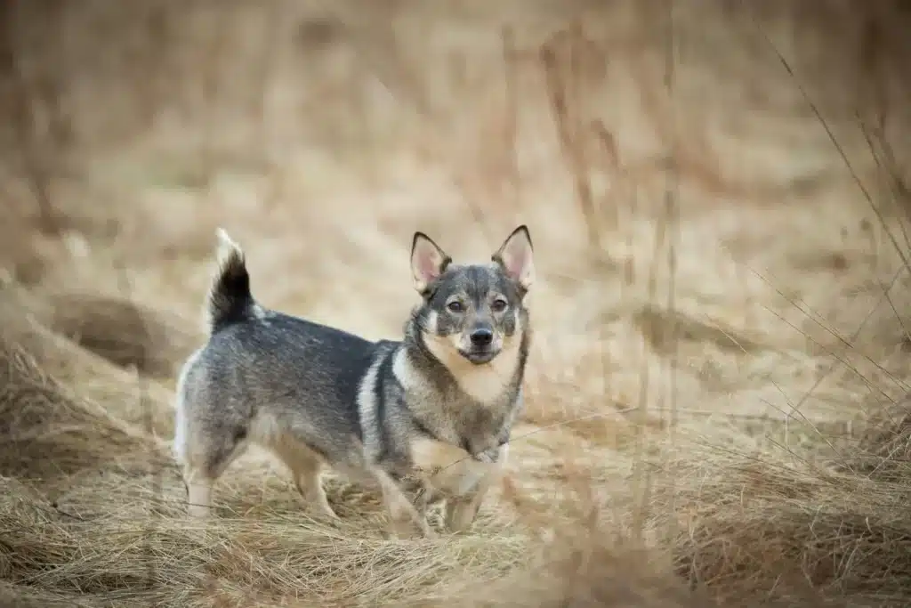 Västgötaspets Züchter mit Welpen Bremen