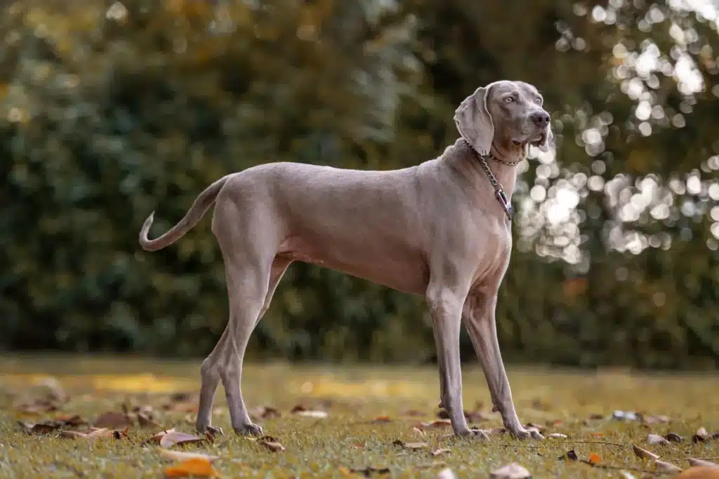 Weimaraner Züchter mit Welpen Thüringen