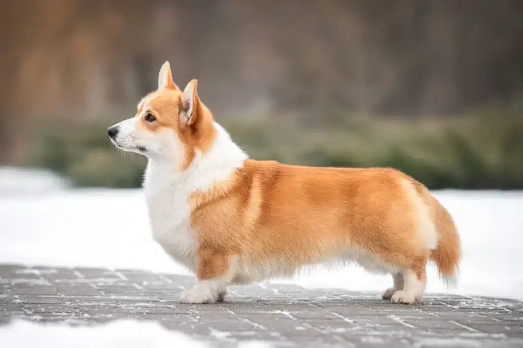 Welsh Corgi Züchter mit Welpen Hessen