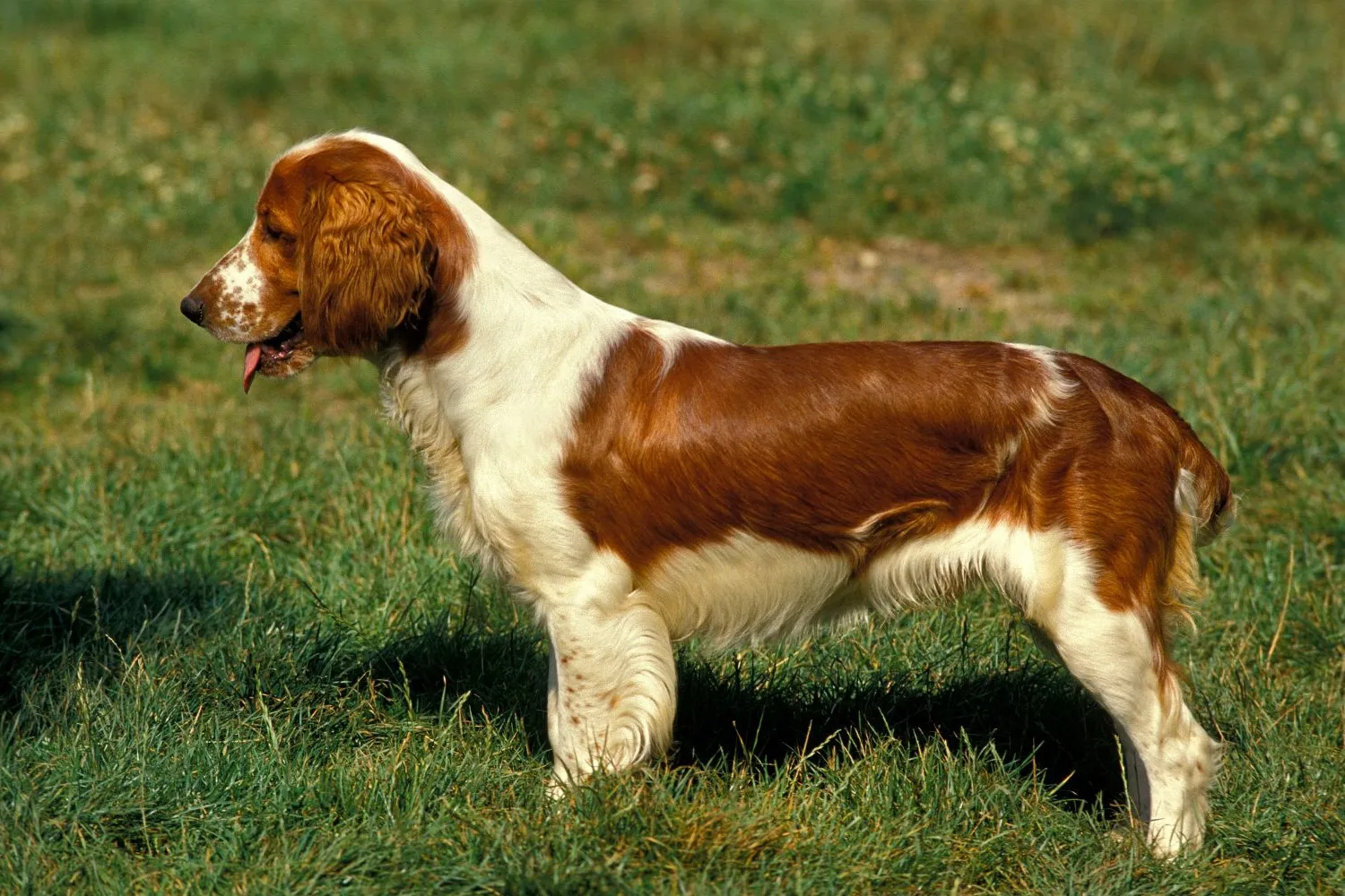 Welsh Springer Spaniel Züchter mit Welpen Hessen