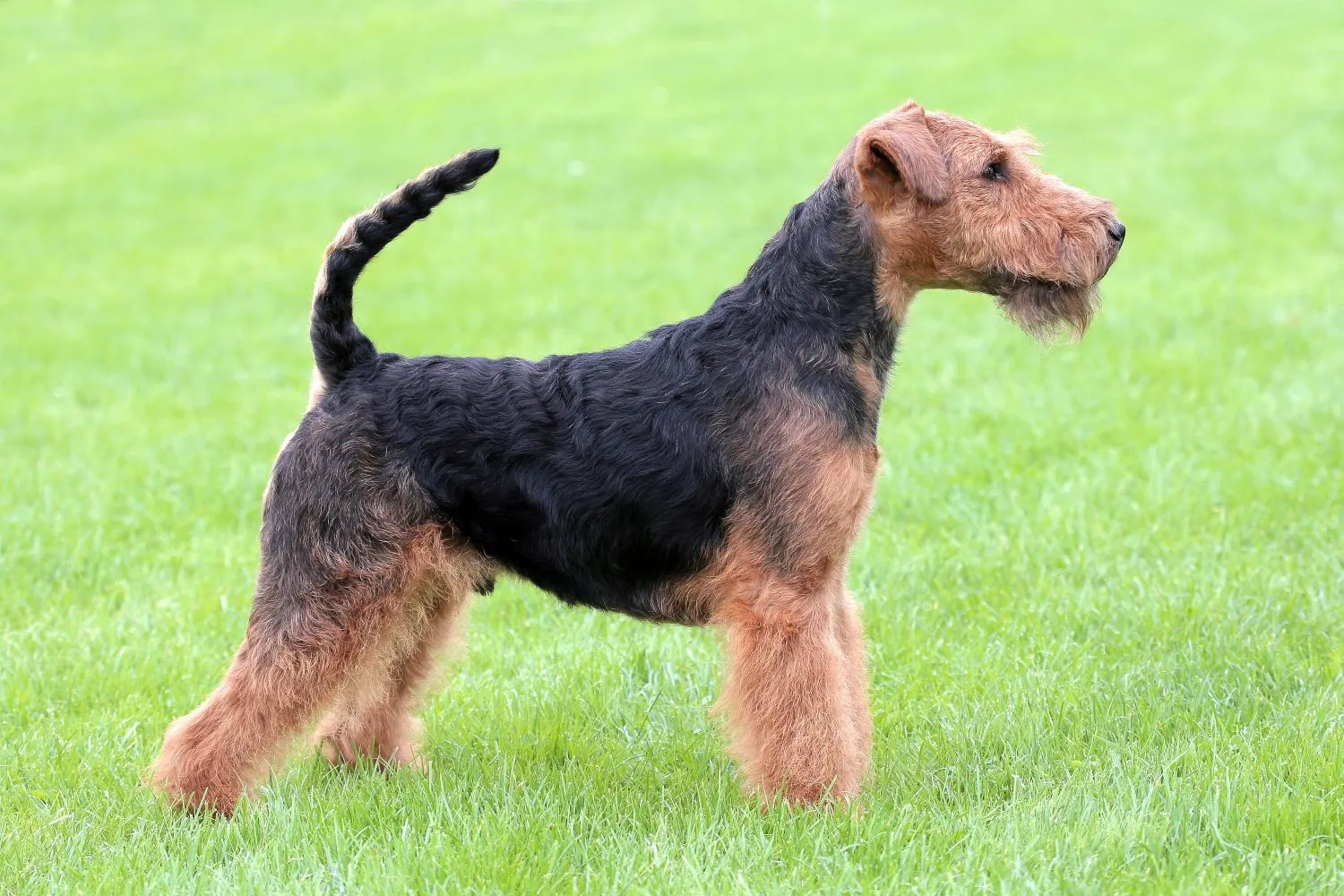 Welsh Terrier Züchter mit Welpen Saarland