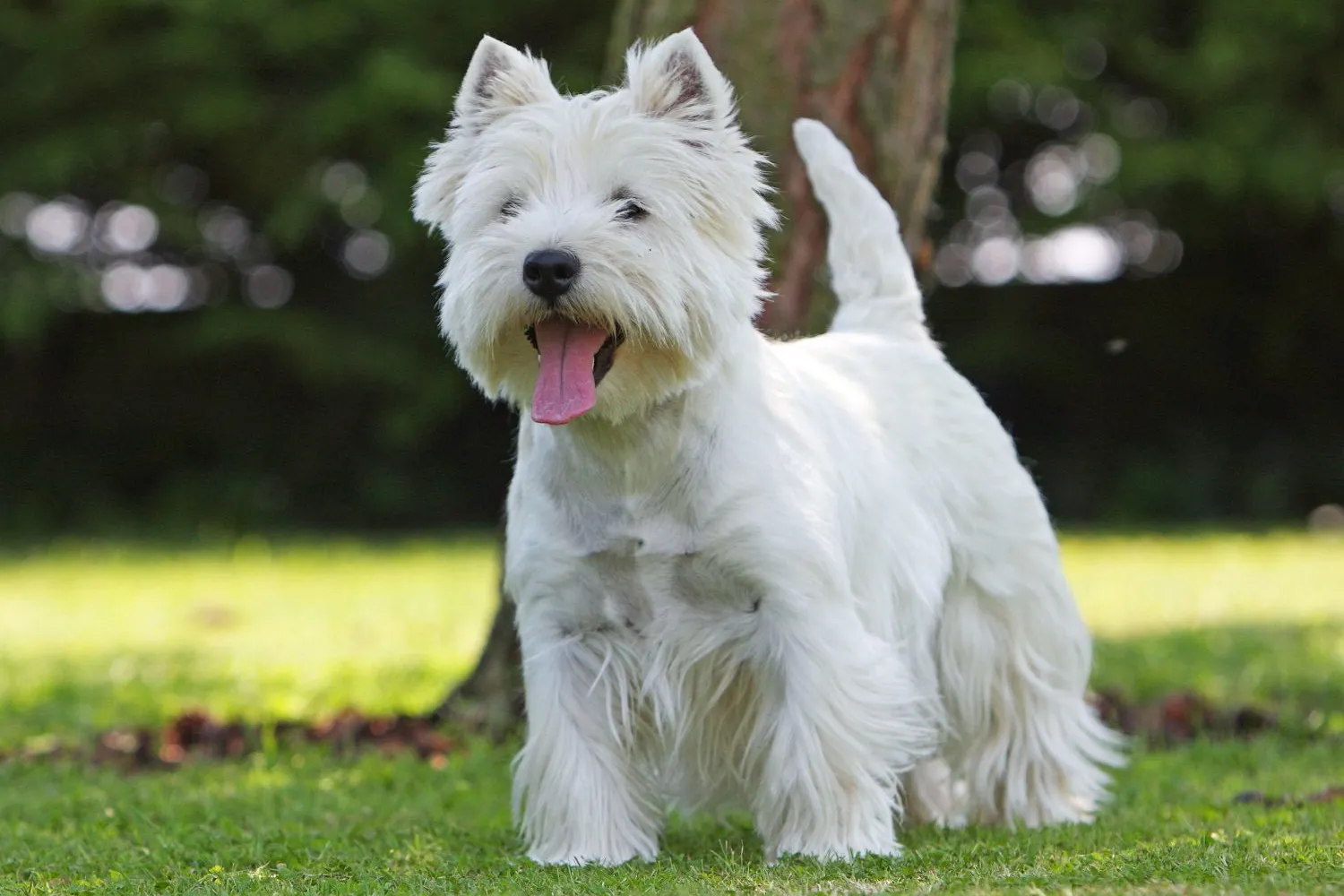 Westie Züchter mit Welpen Bayern