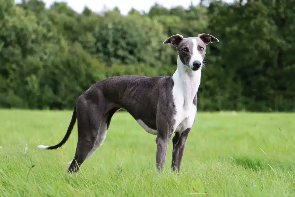 Whippet Züchter mit Welpen Hessen