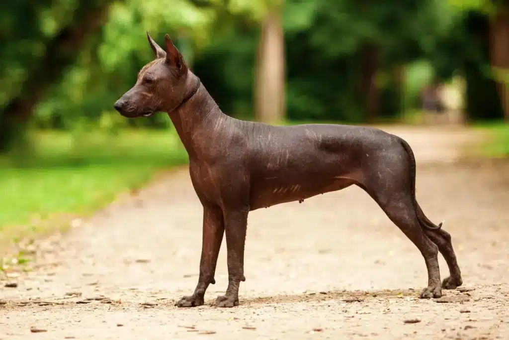 Xolo Züchter mit Welpen Bayern